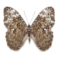 HAMADRYAS GLAUCONOME 